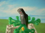 純正オカメインコ